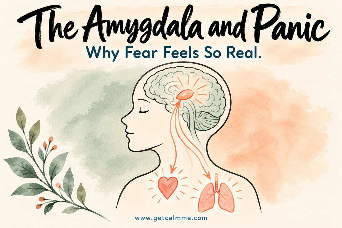 The Amygdala and Panic: Why Fear Feels So Real - calmme
